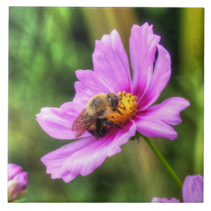 Carreau Bumble Bee on Pink Cosmos