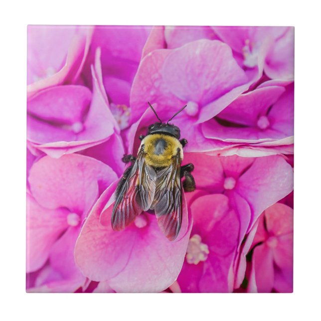 Carreau Bumble Bee Sur Hydrangea (Devant)