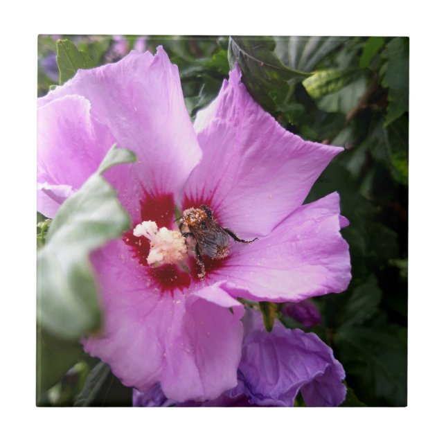 Carreau Bumblebebe sur la fleur d'Hibiscus (Devant)