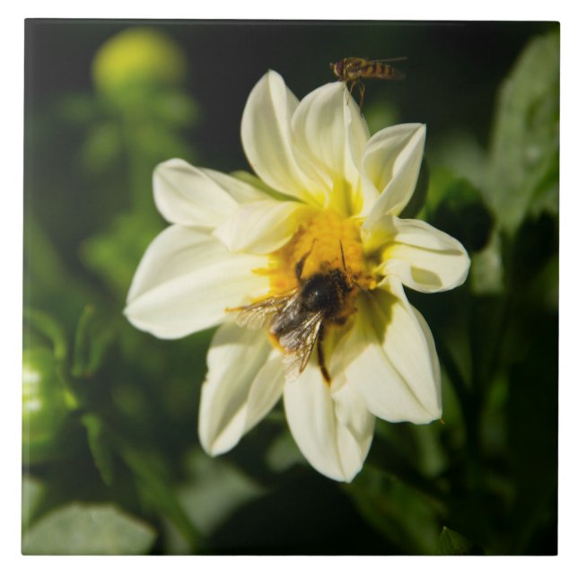 Carreau Bumblebee et dahlia blanc photo (Devant)