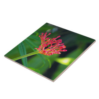 Carreau Bush de corail en fleur