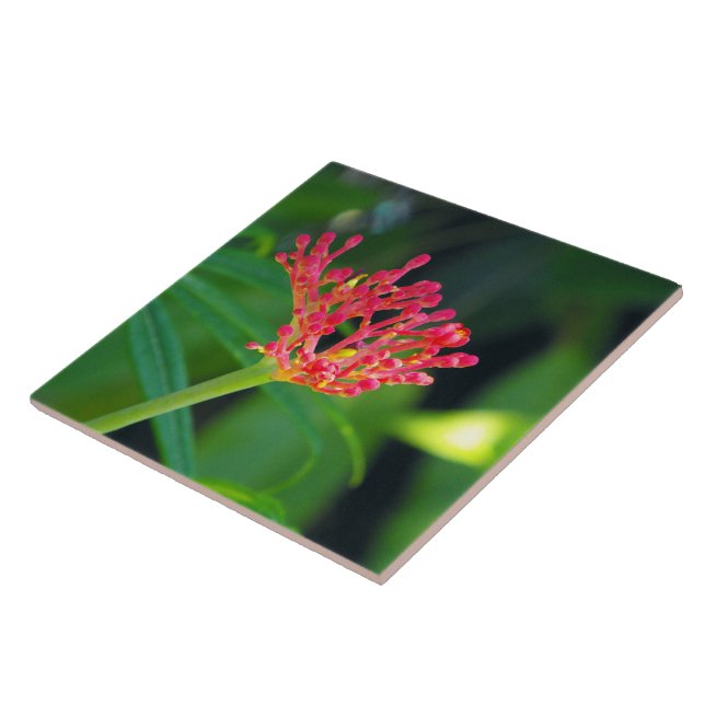 Carreau Bush de corail en fleur (Côté)