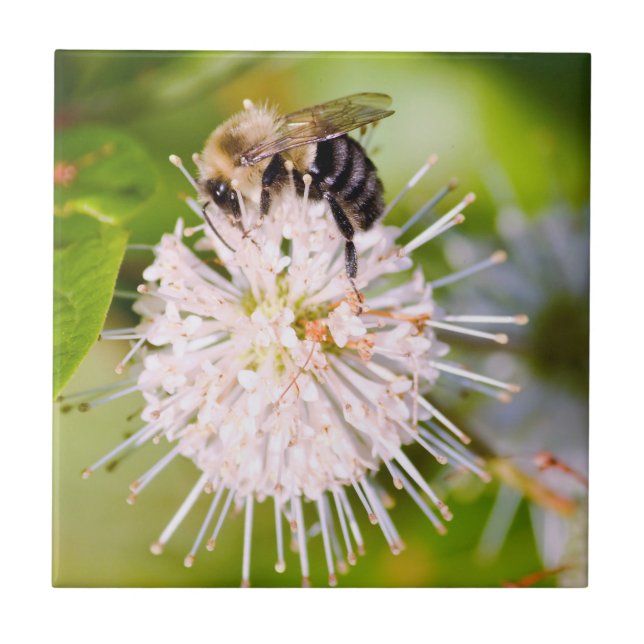 Carreau Busy Bee (Devant)