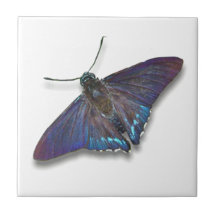 Butterfly Tile - Mangrove Skipper