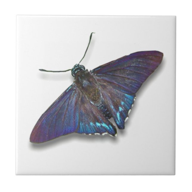 Carreau Butterfly Tile - Mangrove Skipper (Devant)