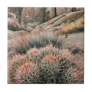 Carreau Cactus Barrel en Californie
