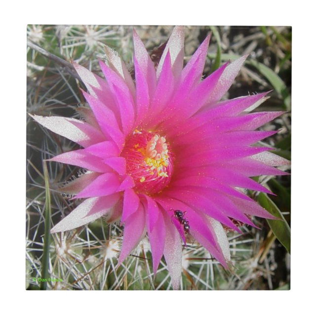 Carreau Cactus Boule F12 "Escobaria vivipara" (Devant)