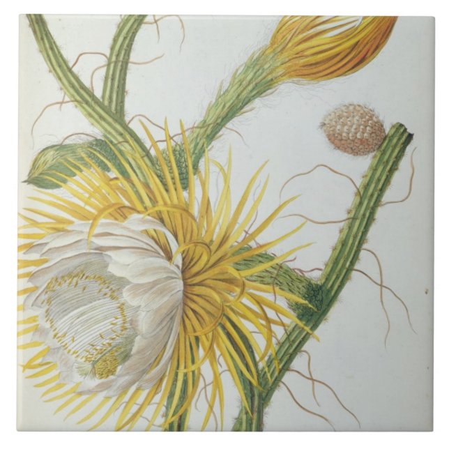 Carreau Cactus : Cierge, Plantae Selectae" 175 de Trew de (Devant)