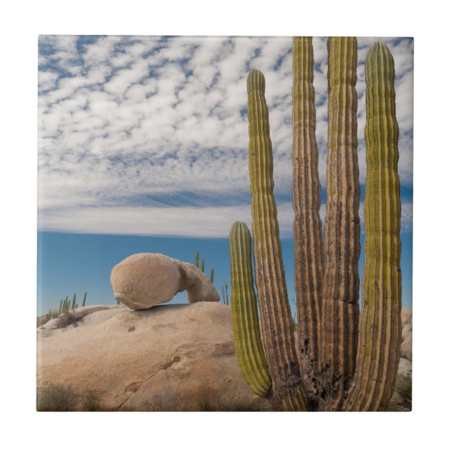 Carreau Cactus dans un paysage désertique (Devant)