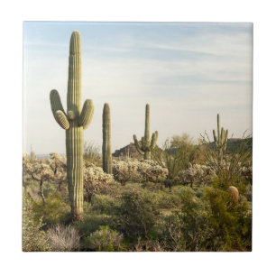 Carreau Cactus de Saguaro, Arizona, Etats-Unis