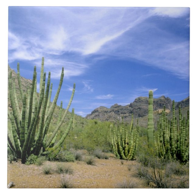 Carreau Cactus du désert à Organ Pipe National Monument, (Devant)