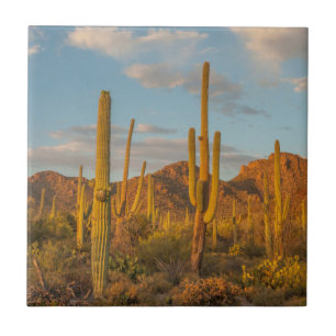 Carreau Cactus du Saguaro au coucher du soleil, Arizona