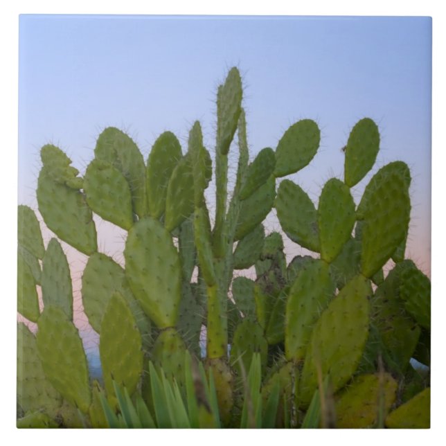Carreau Cactus et sisal en forêt sèche (Devant)