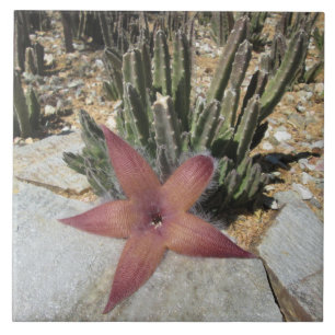 Carreau Cactus géant d'étoiles de mer