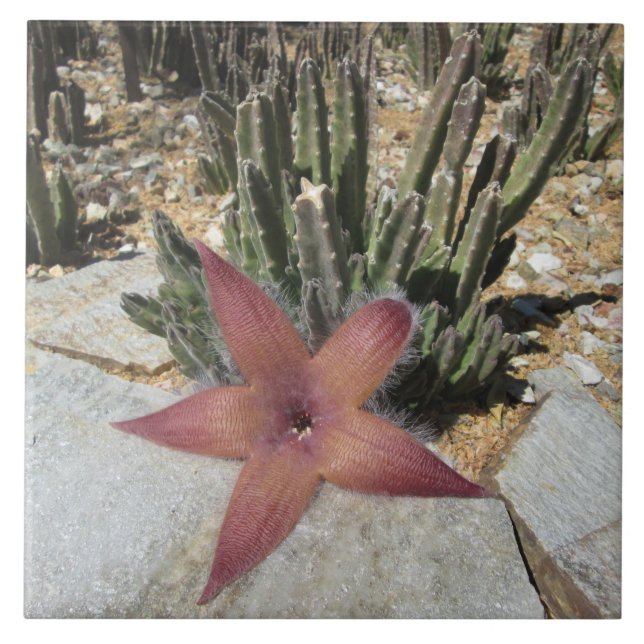 Carreau Cactus géant d'étoiles de mer (Devant)