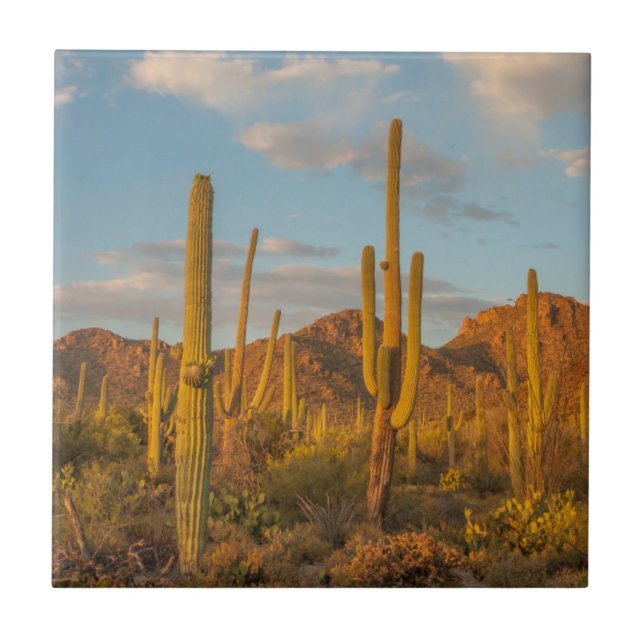 Carreau Cactus saguaro au coucher du soleil, Arizona (Devant)