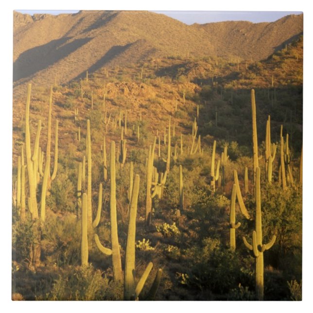 Carreau Cactus saguaro dans le parc national de Saguaro pr (Devant)