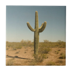 Carreau Cactus solitaire