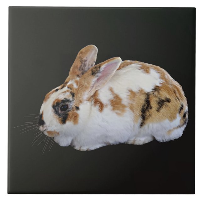 Carreau Calico Rabbit (Devant)