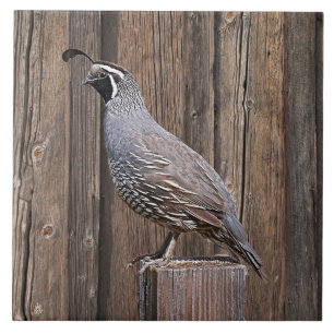 CARREAU CALIFORNIA QUAIL À BARNBOARD