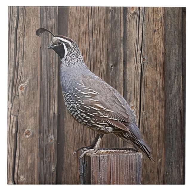 CARREAU CALIFORNIA QUAIL À BARNBOARD (Devant)