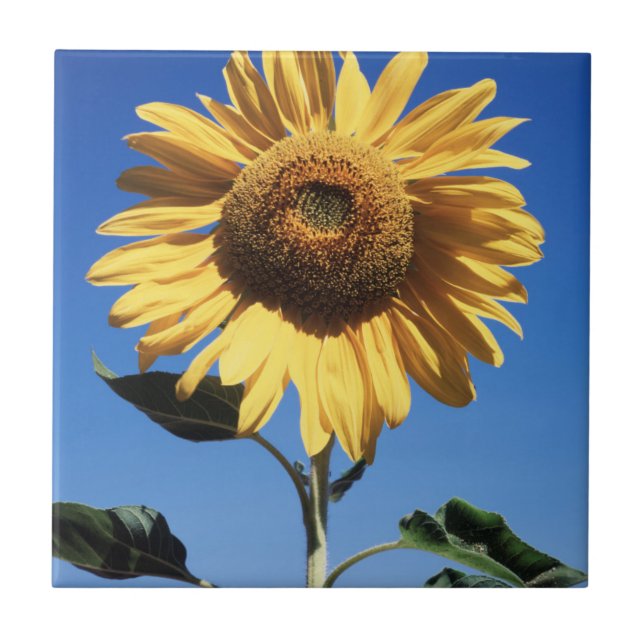 Carreau Californie, A Mammoth Sunflower (Helianthus) 3 (Devant)