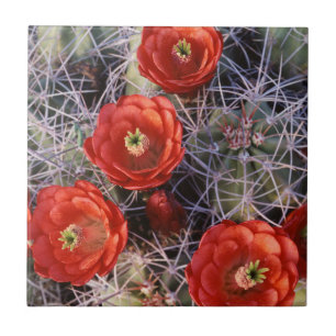 Carreau Californie, parc national de Joshua Tree, Claret