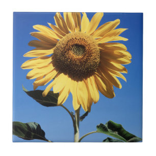 Carreau Californie, Un tournesol mammouth (Helianthus) 3