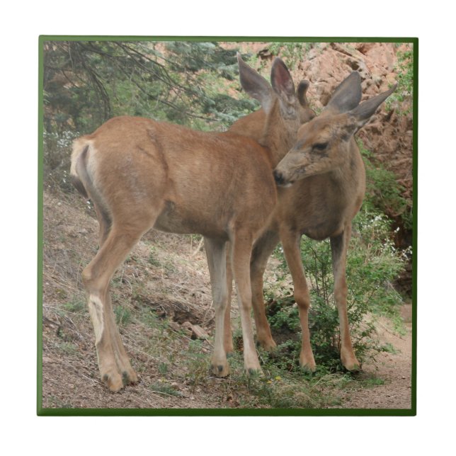 Carreau Câlins de cerfs (Devant)