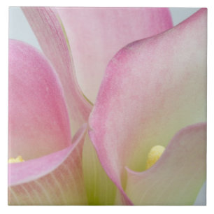 Carreau Calla Lilies rose