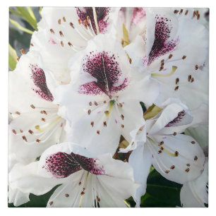 Carreau Calsap Rhododendrons