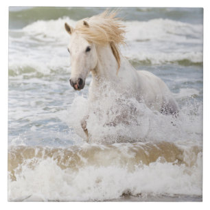 Carreau Camargue à cheval dans le Surf
