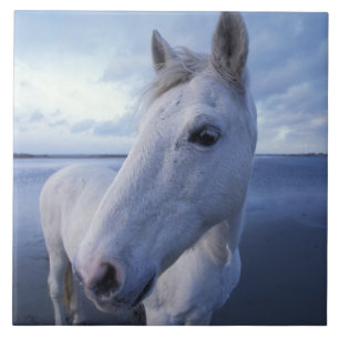 Carreau Camargue Horse