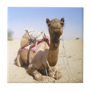 Carreau Camel Desert Moyen-Orient Paix Amour Nature Destin