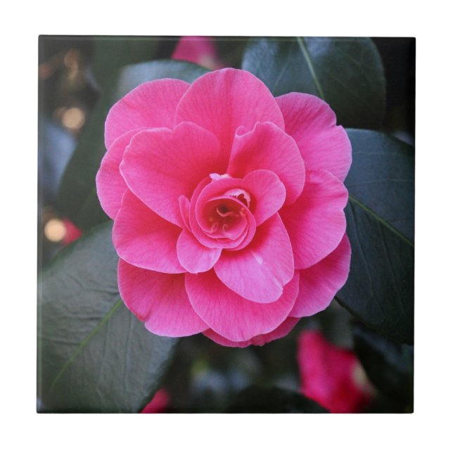 Carreau Camellia rose (Devant)