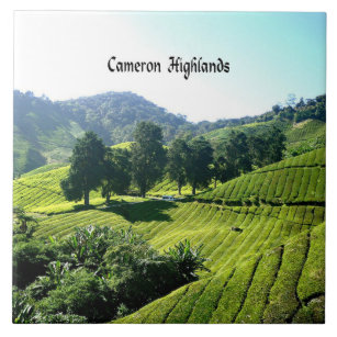 Carreau Cameron Highlands, Thé Plantation, Malaisie