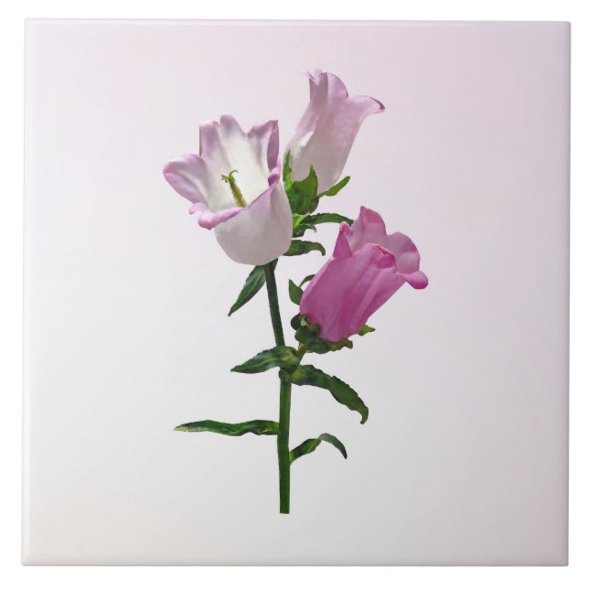 Carreau Campanules roses de Canterbury (Devant)