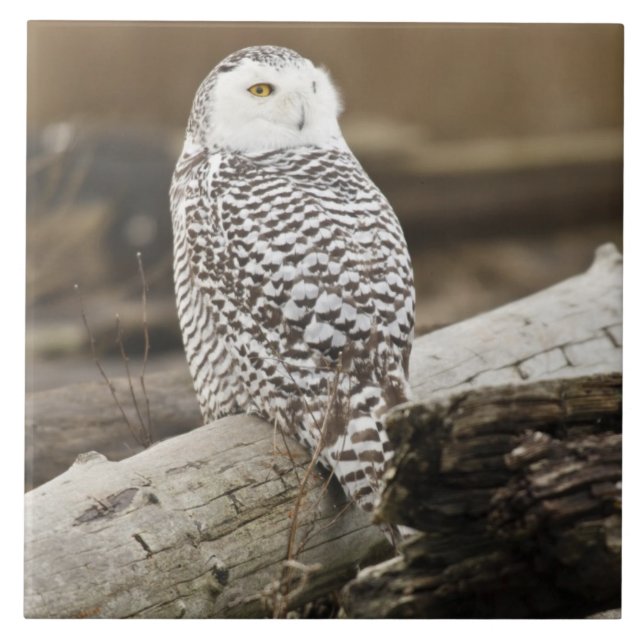 Carreau Canada, Boundary Bay, Snowy Owl (Devant)