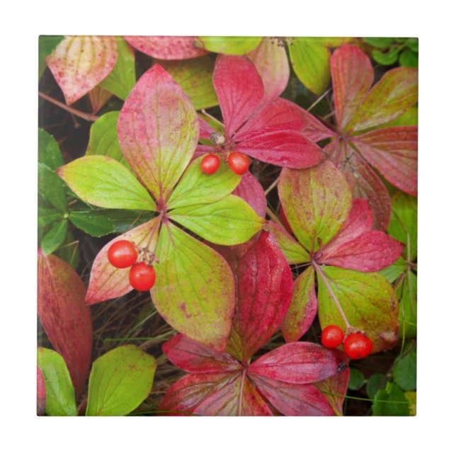 Carreau Canada, Colombie-Britannique, Mont Robson (Devant)