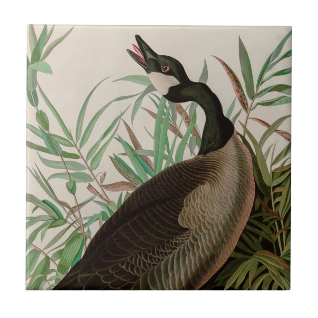 Carreau Canada Goose Birds of America Audubon (Devant)