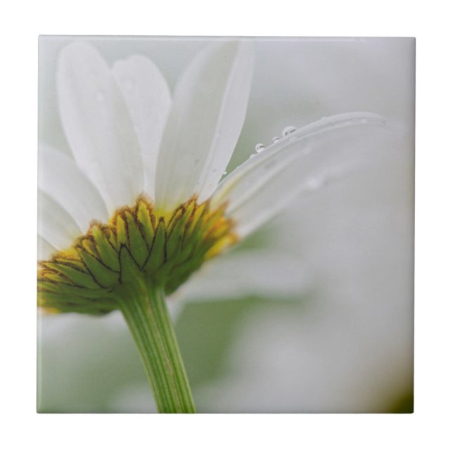 Carreau Canada, Nouveau-Brunswick, (Devant)