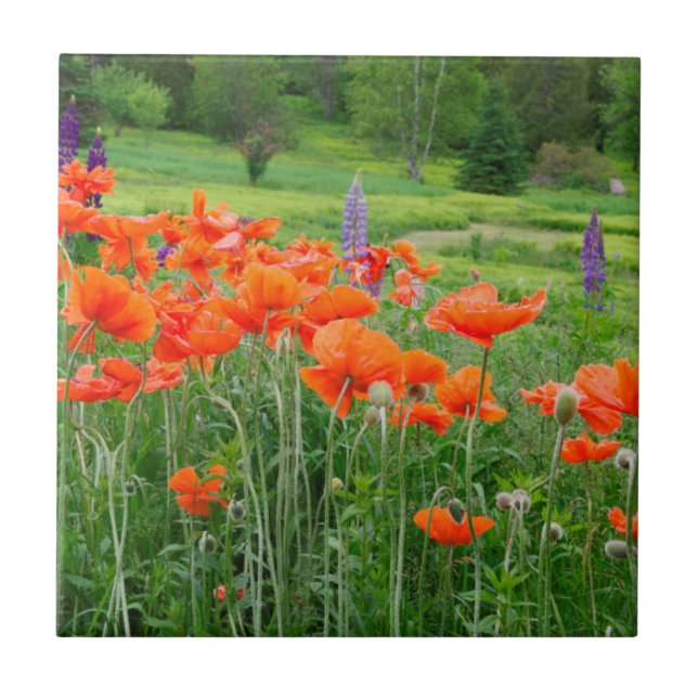 Carreau Canada, Nouveau-Brunswick, . Paysage (Devant)