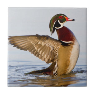 Carreau Canard branchu mâle battant des ailes dans une zon