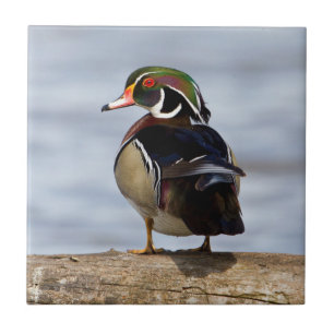 Carreau Canard branchu mâle sur une bûche dans une zone hu