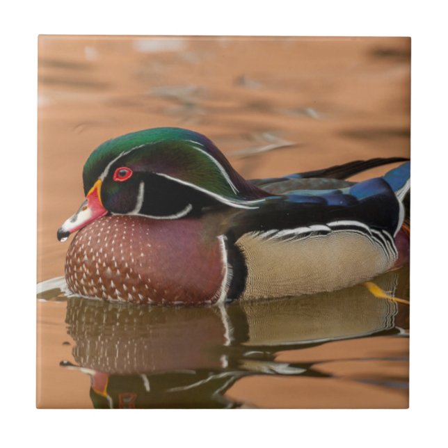 Carreau Canard branchu nageant dans l'eau (Devant)