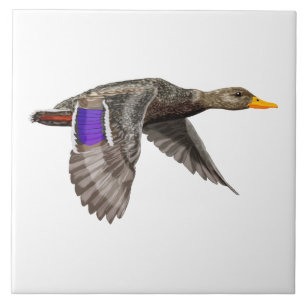 Carreau Canard colvert en vol