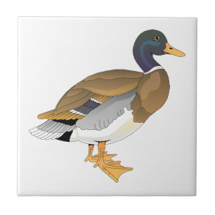 Carreau Canard de Mallard (Drake)