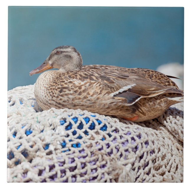 Carreau Canard de repos (Devant)
