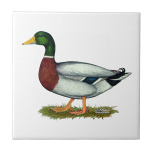 Carreau Canard Drake de Mallard