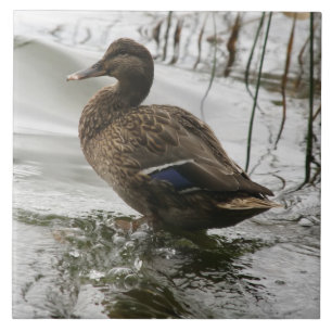Carreau Canard gris sur la nuit du lac